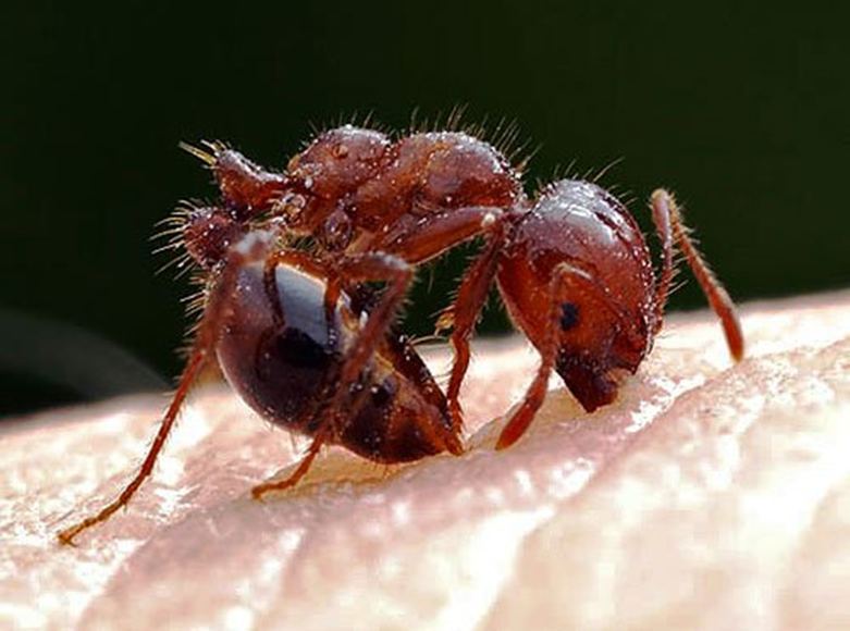 picaduras dolorosas:  Hormiga de Fuego 