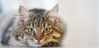 5 Cuentos Cortos y Tiernos sobre gatitos Gatos - 5 Cuentos Cortos y Tiernos