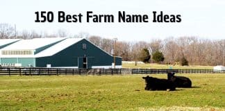 farm names ideas