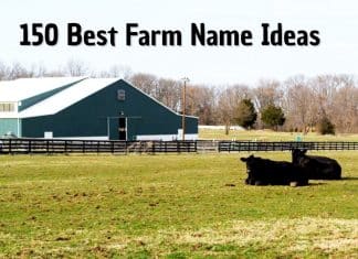 farm names ideas