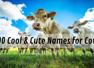 NAMES FOR COWS