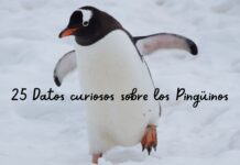 25 Datos curiosos sobre los Pingüinos