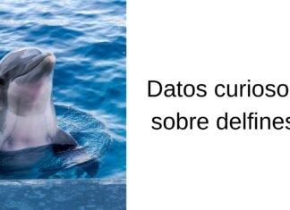 Datos curiosos sobre delfines