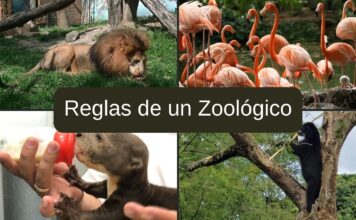 22 ejemplos de Reglas de un Zoológico Reglas de un Zoológico