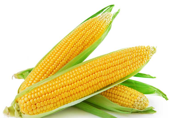 8. La mazorca de maíz: 