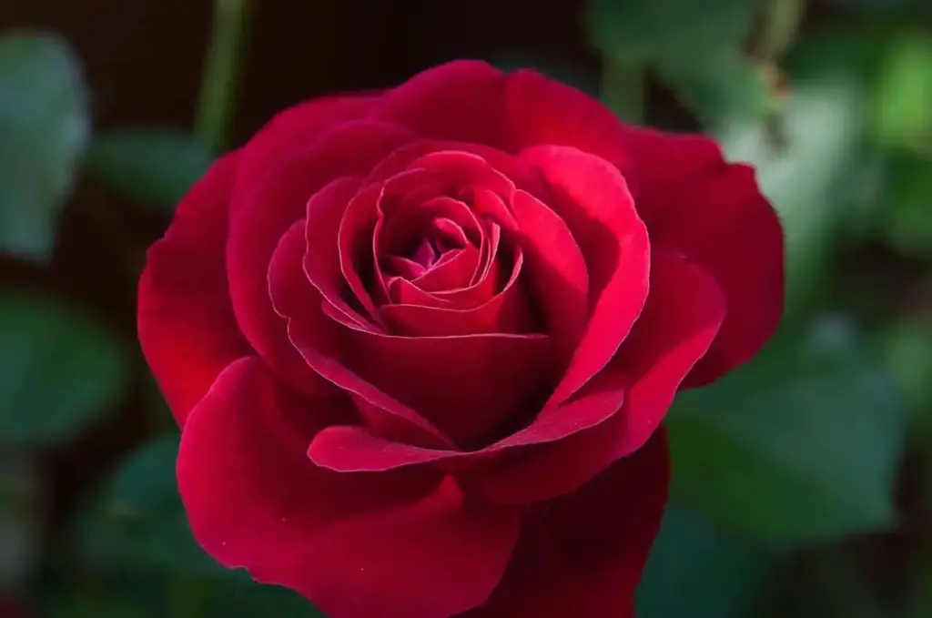 rosa roja 1