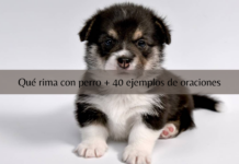 Qué rima con perro + ejemplos de oraciones Agregar un subtitulo 2 1