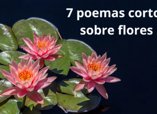 5 Poemas cortos sobre Flores